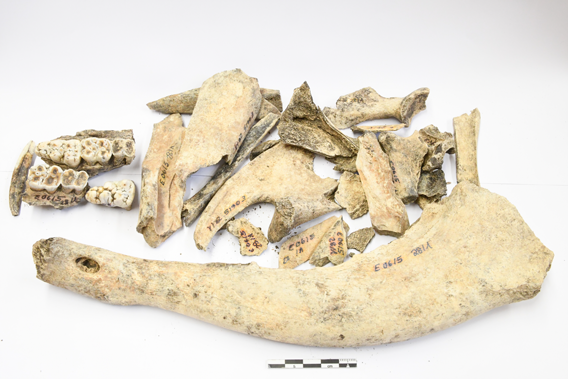 Abb-10-bronze-haustiere